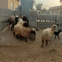 بره ،و میش چاق برای فروش|حیوانات مزرعه|برازجان, |دیوار