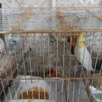یک جفت عروس هلندی