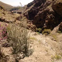 همنورد دارآباد