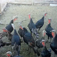 فروش بوقلمون گوشتی ماده