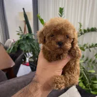 توله سگ پودل تاینی