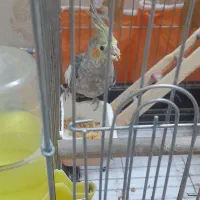 عروس هلندی نر|پرنده|تهران, شکوفه (عبدل آباد)|دیوار