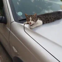 206 sd.بیرنگ فول اسپرت.مدل 1395