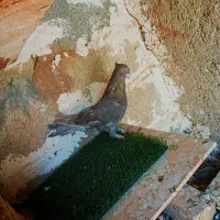 کبوتر زآغ ابادانی اصل|پرنده|دوگنبدان, |دیوار