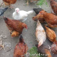 جوجه بلدرچین و خروس و جوجه