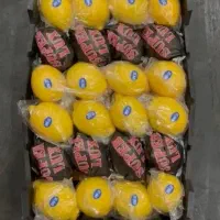 خرید میوه تره‌بار سیب پرتقال نارنگی گوجه خیار پیاز|خدمات باغبانی و درختکاری|تهران, میدان میوه و تره‌بار مرکزی|دیوار