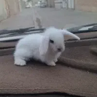 فروخته شد|موش و خرگوش|سیرجان, |دیوار