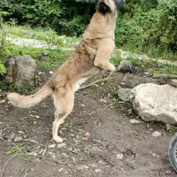 سگ سراب زات قدیم|سگ|تالش, جوکندان|دیوار