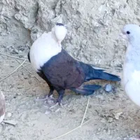 کربلایی ، طوقی، سینه ای، زاغ