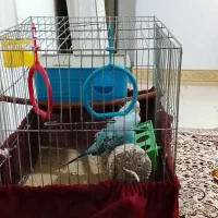 جفت مرغ عشق سالم وسرحال|پرنده|گرگان, |دیوار