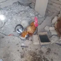 خروس رسمی گلین