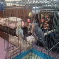 عروس هلندی لوتینو