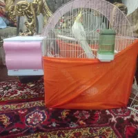 دوتاعروس هلندی سخنگو و تخم گذار بقیمت۳۵۰۰