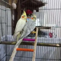 یک جفت عروس هلندی