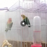 طوطی کوتوله