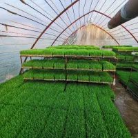 توم باکسی هاشمی پرپشت آماده نشا