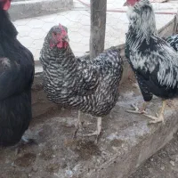 مرغ و خروس|حیوانات مزرعه|مشهد, درزآب|دیوار