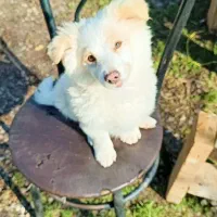 اشپیتز|سگ|رودسر, |دیوار