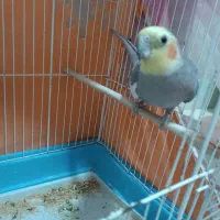 عروس هلندی|پرنده|آبدانان, |دیوار