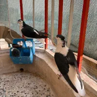 کبوتر دوبال سیاه