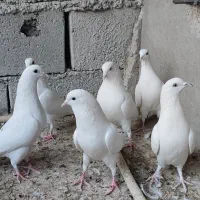 کبوتر پتی والا