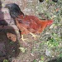 خروس جوان 600