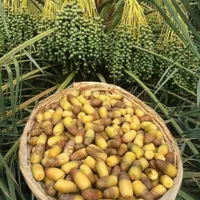 فصل کاشت ودرخواست نخل خرما و انتخاب از نخلستان|گل و گیاه طبیعی|اهواز, اهواز|دیوار