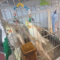 عروس هلندی و جوجه برزیلی