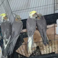 جوجه عروس هلندی|پرنده|قم, پردیسان|دیوار