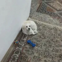 اشپیتز روباهی ۶ماهه شناسنامه دار واکسن خورده