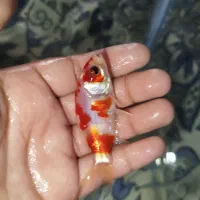 ماهی قرمز|ماهی|بیرجند, |دیوار