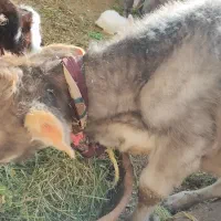 گوساله نر|حیوانات مزرعه|گلپایگان, |دیوار