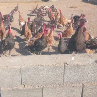 فروش،،بوقلمون