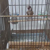 سهره نر|پرنده|رباطکریم, الارد|دیوار