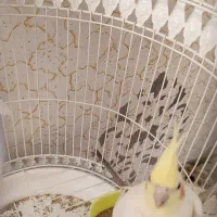 عروس هلندی|پرنده|مشهد, محمدآباد|دیوار