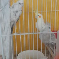 عروس فروش فوری|پرنده|مشهد, رضاییه|دیوار