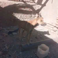 سلام کمد فروشی سک معاوضه میکنم با یک سک دیکه|جاکفشی، کمد، دراور|خاش, |دیوار