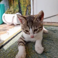 بچه گربه ملوس|گربه|بندر انزلی, لیچارگی حسن رود|دیوار