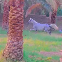 اسب مادیان