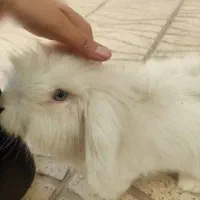 خرگوش لپ|موش و خرگوش|شیراز, جوادیه|دیوار