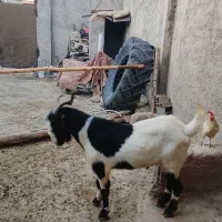 بز نره دو دندان جلوکش