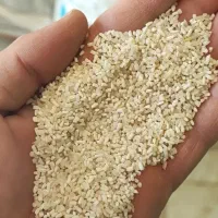 نیم دانه طارم هاشمی