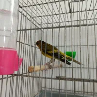 سهره قناری زیبا