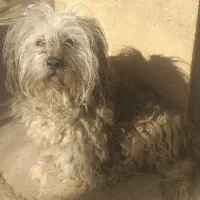 سگ شیتزو اشپیتز معاوضه