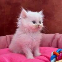 گربه پرشین فلت اصیل|گربه|تبریز, |دیوار