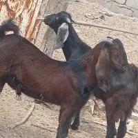 کهره نر . چپش پاکستانی