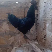 خروس سیاه ایام سمانی .