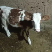 گاو سیمنتال شیری|حیوانات مزرعه|ماهنشان, |دیوار