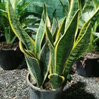 فروش ویژه کرواتی ابلق بصورت ریشه لخت وگلدانی|عمده‌فروشی|بهشهر, |دیوار