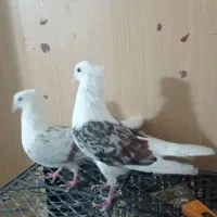 کبوتر آنتیک|پرنده|وحیدیه, |دیوار